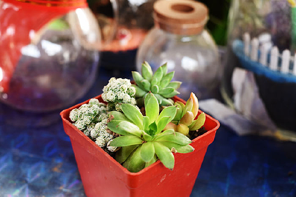 ������֯�辰