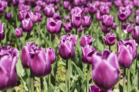 �ۺ�������