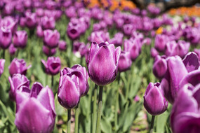 �ۺ������㻨��