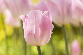 ��ɫ������