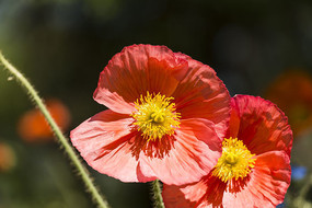 ��ɫ������