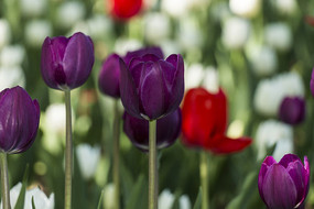 ���������㻨��