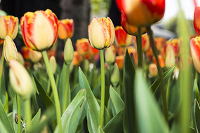 ��������㻨��