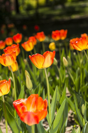 ��������㻨��