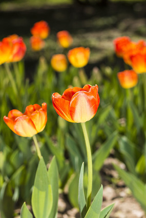 ��������㻨��