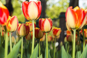 ��������㻨��