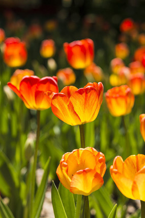 ��������㻨��