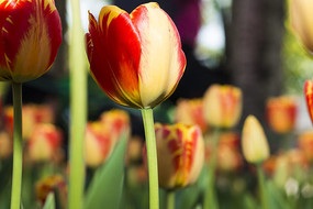 ��������㻨��