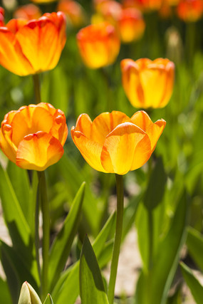 ��������㻨��