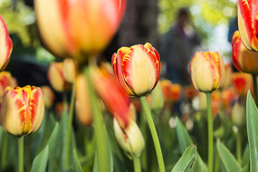 ��������㻨��