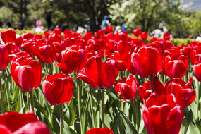 ��ɫ���������㻨��