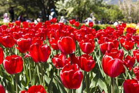 ��ɫ���������㻨��