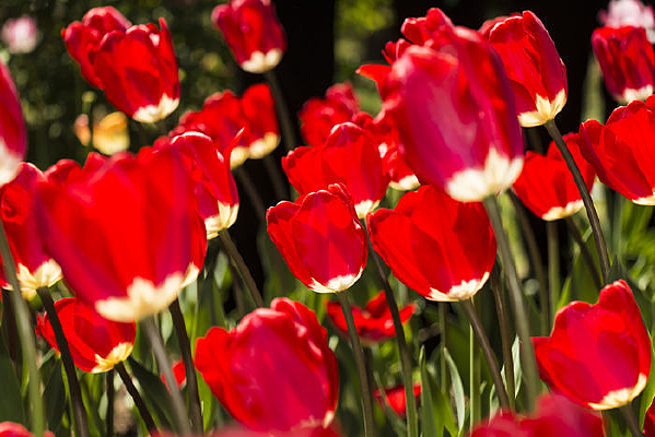 ��ɫӡ���������