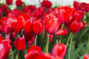 ��ɫӡ��������