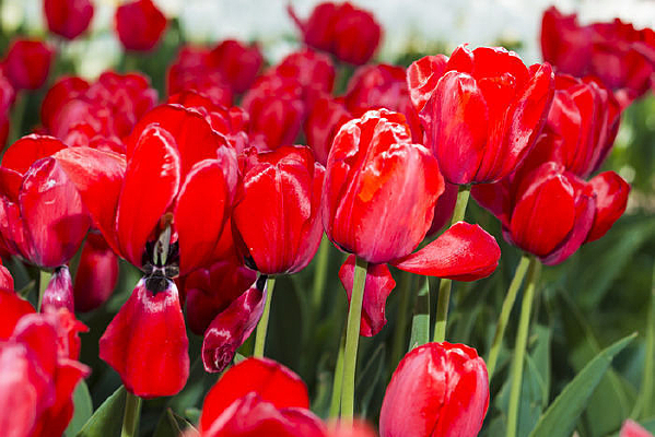 ��ɫӡ��������