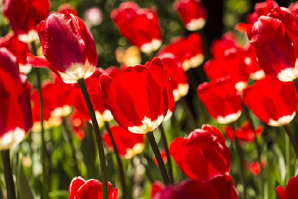 ��ɫӡ�������㻨��