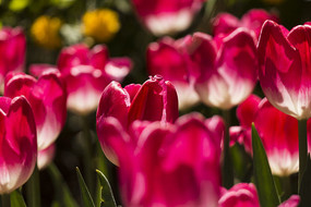 ��ɫ������