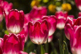 ��ɫ�����㻨��