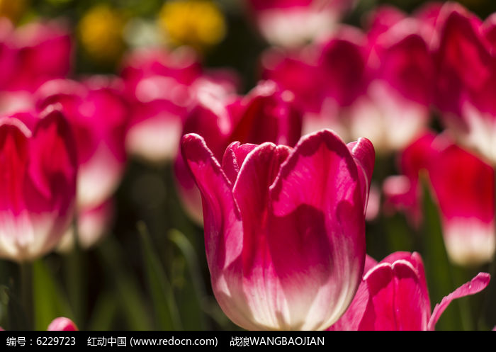 ��ɫ�����㻨��ͼƬ