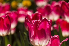 ��ɫ�����㻨��