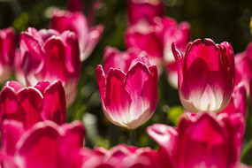 ��ɫ�����㻨��