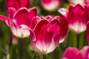 ��ɫ�����㻨��