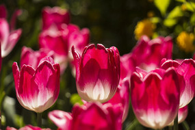 ��ɫ�����㻨��