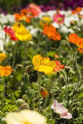 ��ɫ������