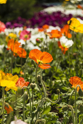 ��ɫ�����˻���