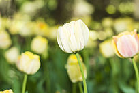 ƴ