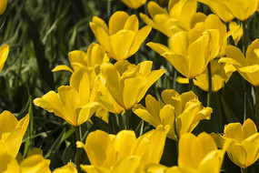 ������˹��������