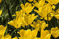 ˹