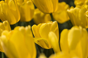 ������˹��������