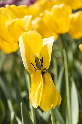 ������˹�������㻨��