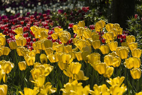 ������˹�������㻨��