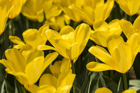 ������˹�������㻨��