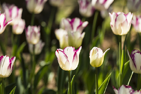 ��Ͽ�������