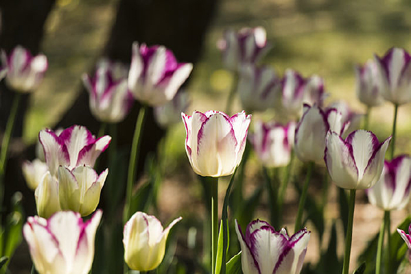 ��Ͽ������㻨��