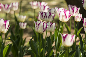 ��Ͽ������㻨��