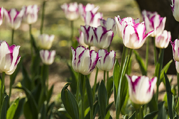 ��Ͽ������㻨��