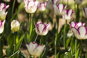 ��Ͽ������㻨��