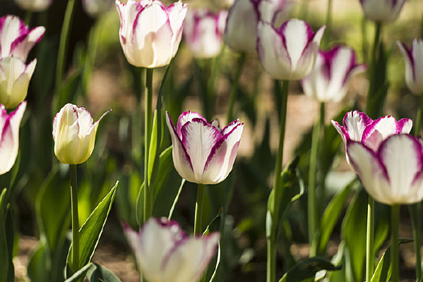 ��Ͽ������㻨��