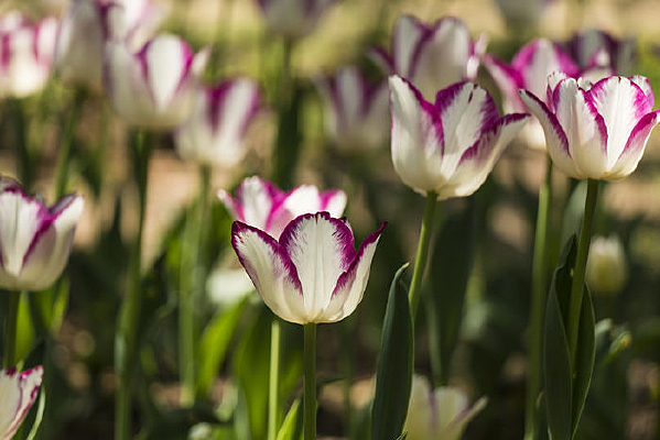 ��Ͽ������㻨��