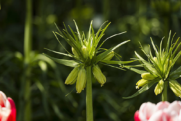 ����³�ر�ĸ