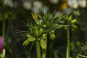 ����³�ر�ĸ����