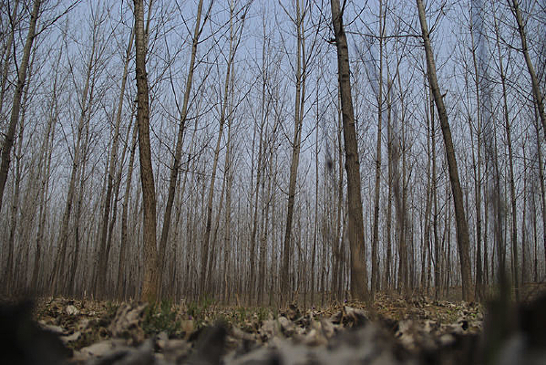 ��Ҷ����