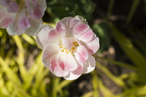 �����ʺ�������