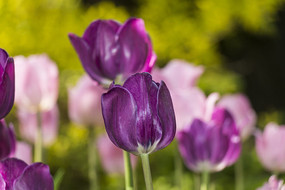 ���Ÿ���������