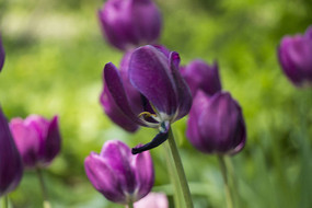 ���Ÿ��������㻨��