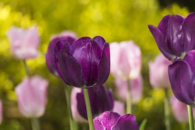 ���Ÿ��������㻨��